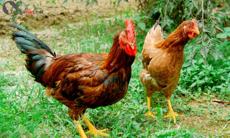 Giống gà chuyên lấy thịt và trứng