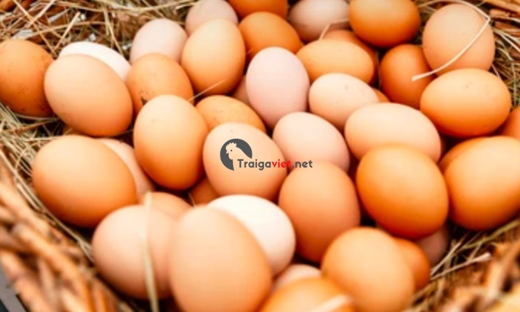 Chế độ nuôi phù hợp để cho ra lượng trứng nhiều mỗi năm