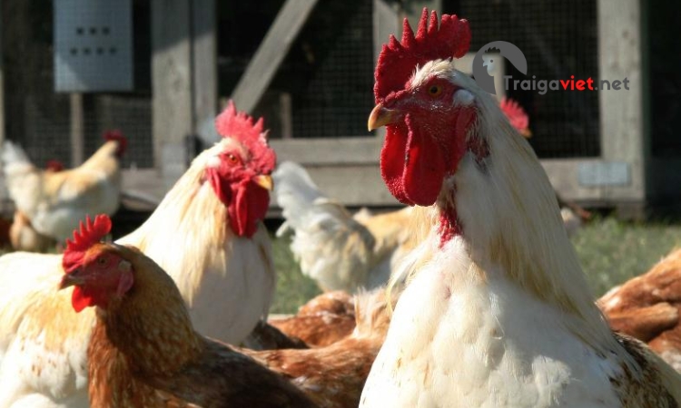 Trước khi nhập nuôi lứa gà mới cần phun khử khuẩn cho chuồng trại, các dụng cụ chăn nuôi