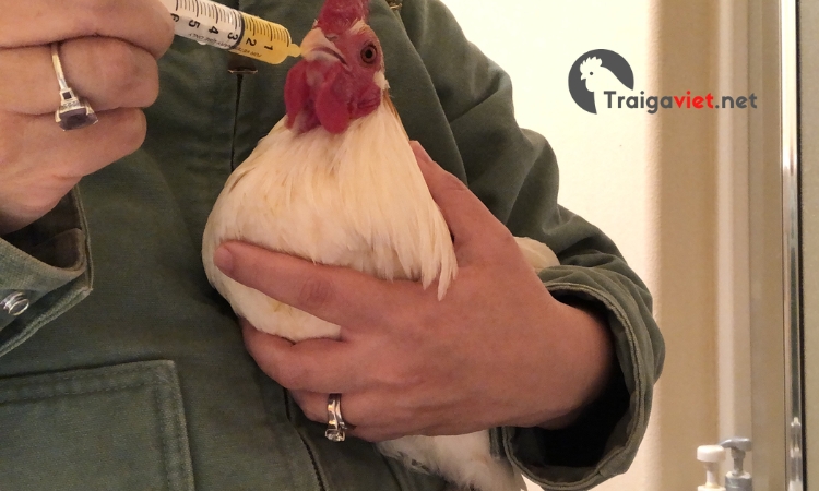 Đối với gà bị bệnh sử dụng các loại kháng sinh để điều trị