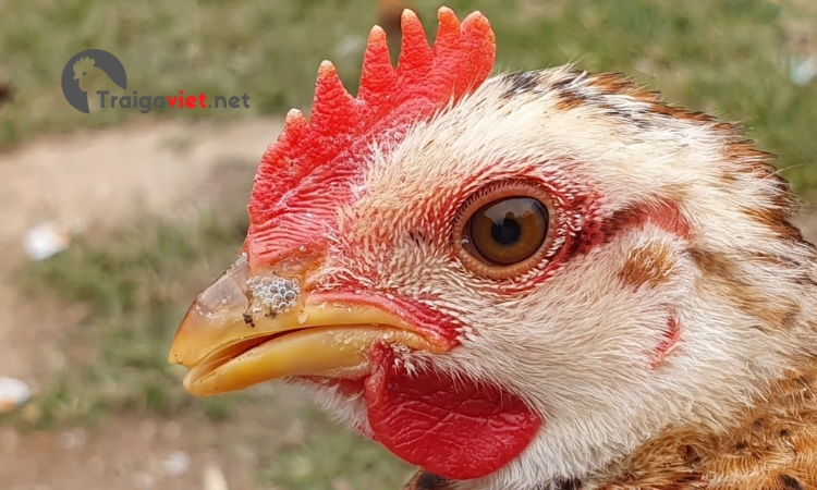 Bệnh có thể xảy trên gà ở mọi giai đoạn