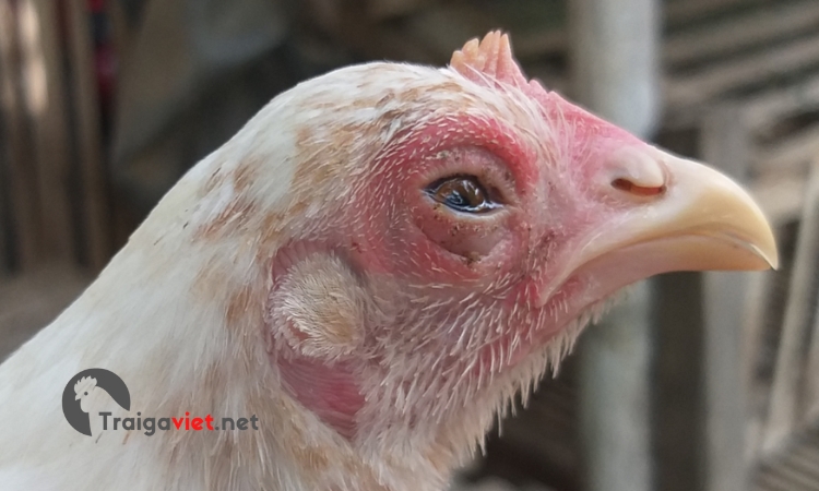 Bổ sung chất điện giải và vitamin tăng sức đề kháng cho gà