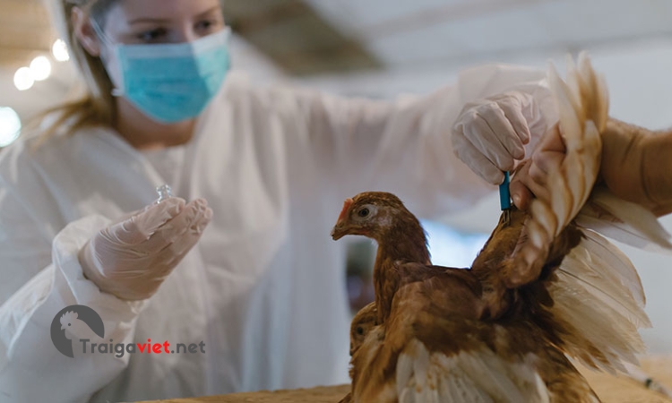 Phòng bệnh cho gà bằng cách tiêm vacxin 