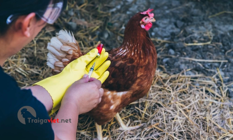 Sử dụng kháng sinh và Vacxin để phòng bệnh cho gà