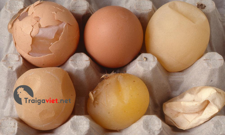 Trứng của gà mắc bệnh bị dị dạng