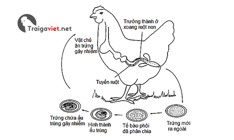 Là bệnh thường gặp ở gà do giun tròn sống kí sinh trong đường tiêu hóa