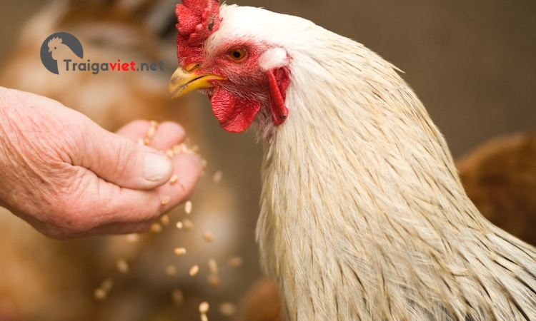 Bổ sung thêm các loại thuốc bổ, vitamin tăng cường sức đề khác cho gà