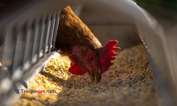 Bổ sung các loại thức ăn dinh dưỡng, thuốc bổ nâng cao sức khỏe cho gà
