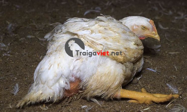 Virus gây ra viêm ở hệ thần kinh vận động của gà