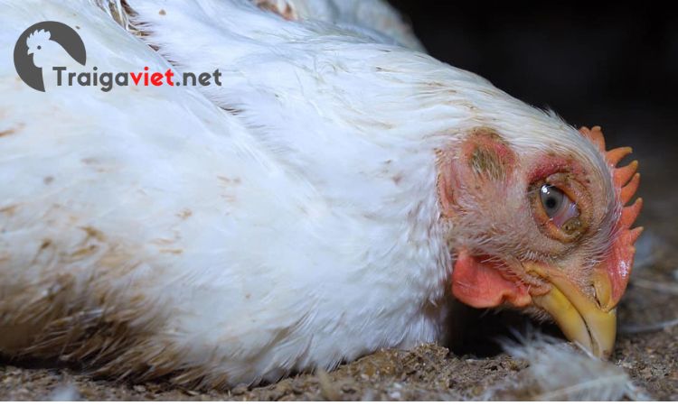 Tiêm Vacxin giúp giảm bệnh tích, giảm và giảm tỷ lệ chết ở gà