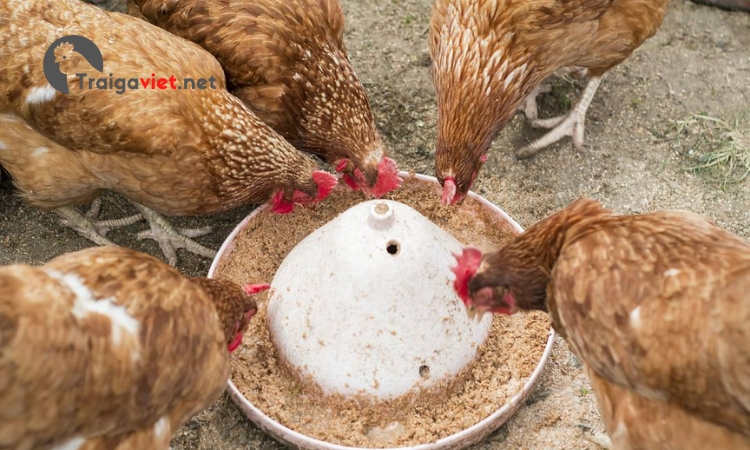 Trộn men tiêu hóa trộn khẩu phần ăn hàng ngày của gà hỗ trợ nâng cao sức khỏe 