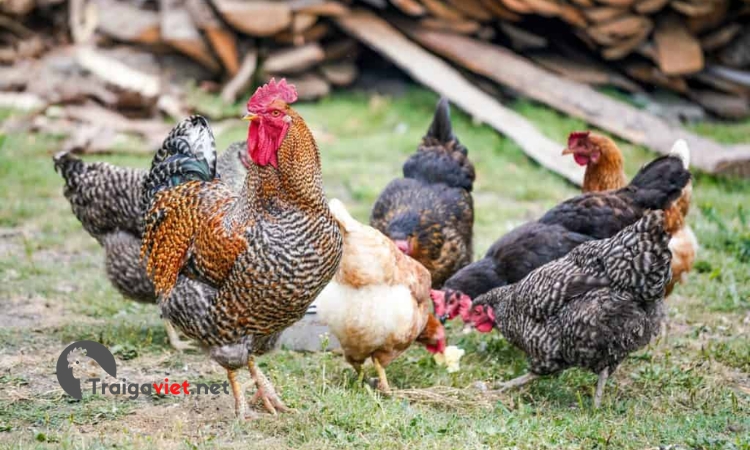 Nên chọn giống gà có sức khỏe tốt, và tiêm phòng đầy đủ hạn chế bệnh