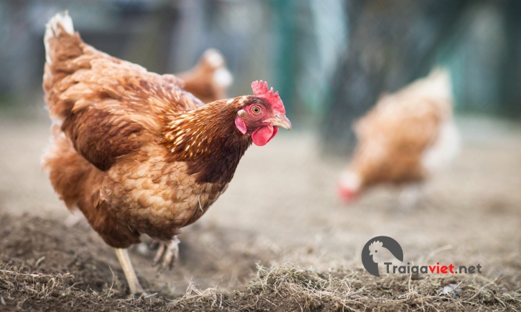 Hầu hết các giống gà và lứa tuổi của gà đều có thể nhiễm bệnh