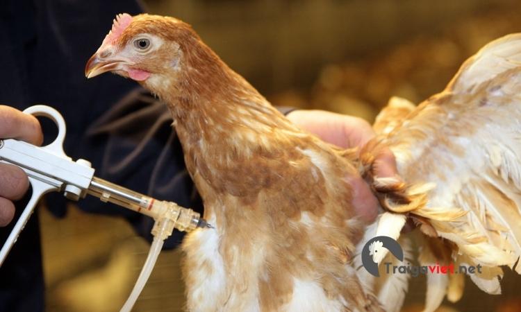 Hiện nay, có nhiều loại Vacxin khác nhau có tác dụng phòng bệnh sưng phù đầu ở gà hiệu quả