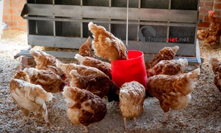 Khi lượng muối trong thức ăn vượt mức gà cần có thể gây ra hiện tượng trúng độc