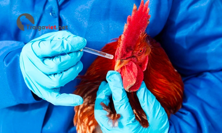 Sử dụng vacxin là biện pháp phòng bệnh hiệu quả cho gà