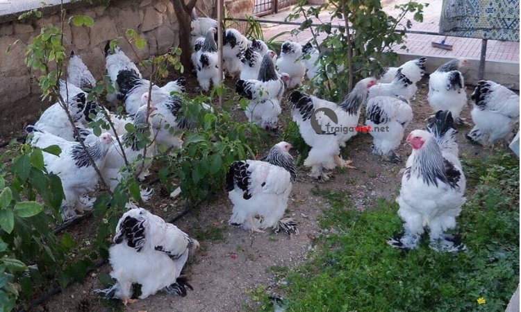 Giống gà siêu khủng tại Việt Nam