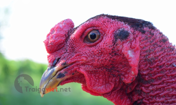 Bản chất da màu đỏ đặc trưng về dòng gà này
