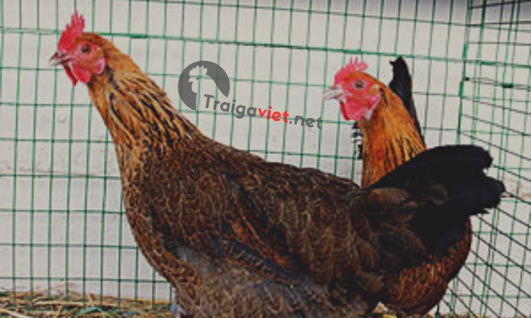 Những thông tin cơ bản về chế độ dinh dưỡng cho gà