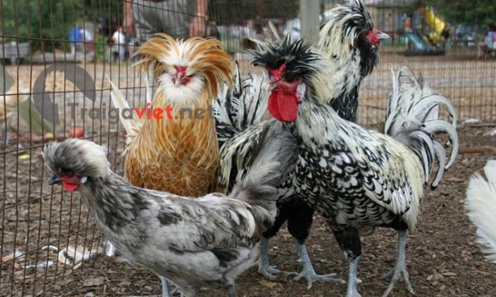 Các giống gà phổ biến