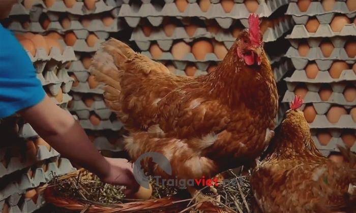 Tổng quan về dòng gà rốt siêu trứng