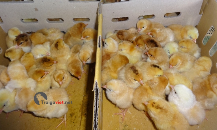 Việc chọn giống gà ta vàng đầu tiên để dễ dàng nuôi hơn
