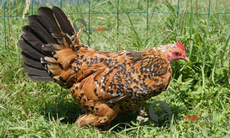 Thả rông là điều kiện tốt để gà phát triển