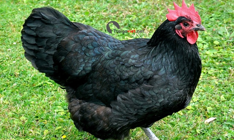 Giống gà quạ nổi tiếng tại châu Âu 