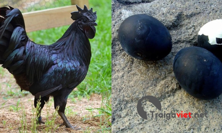 Gà đẻ trứng có màu đen độc lạ