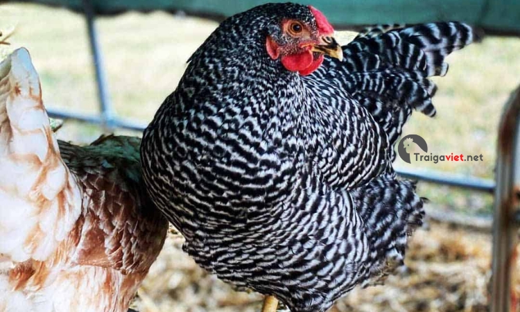 Giống gà được nuôi để chuyên lấy thịt và trứng