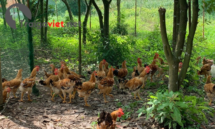 Giống gà được nuôi chủ yếu theo phương pháp thả vườn