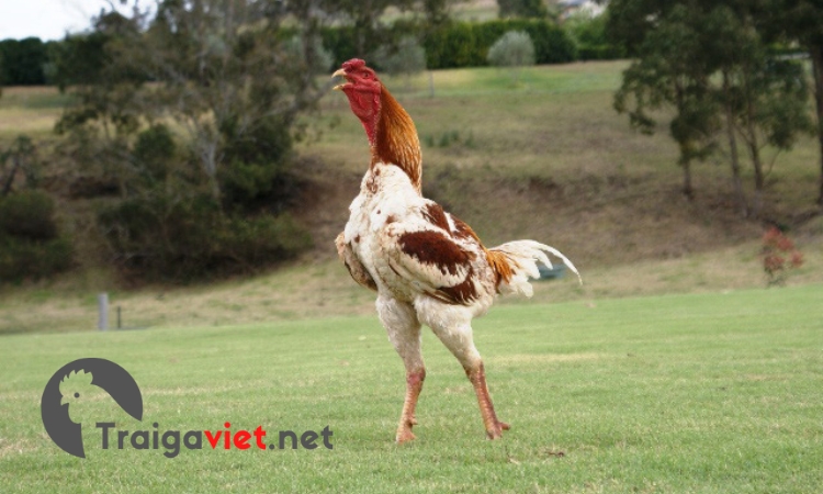 Giống gà được mệnh danh là siêu mẫu chân dài