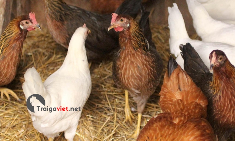 Sử dụng Ampicillin giúp cho người nuôi phòng và trị một số bệnh do vi khuẩn gây ra ở gà