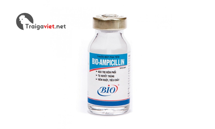 Thuốc Bio Ampicillin