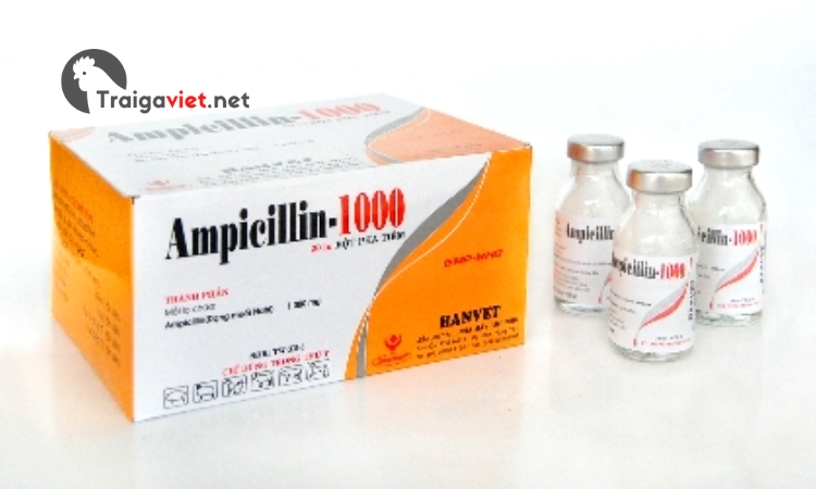 Thuốc kháng sinh Ampicillin - 1000