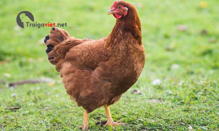 Sử dụng thuốc B complex  mang lại nhiều công dụng tốt cho sức khỏe cũng như sự phát triển của gà