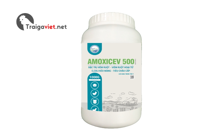 Thuốc Amoxicev – 500 đặc trị viêm đường ruột