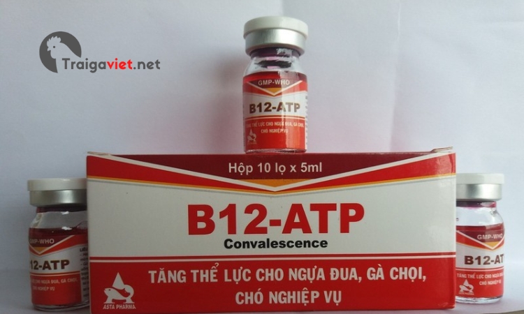 Thuốc B12- ATP tăng thể lực cho gà
