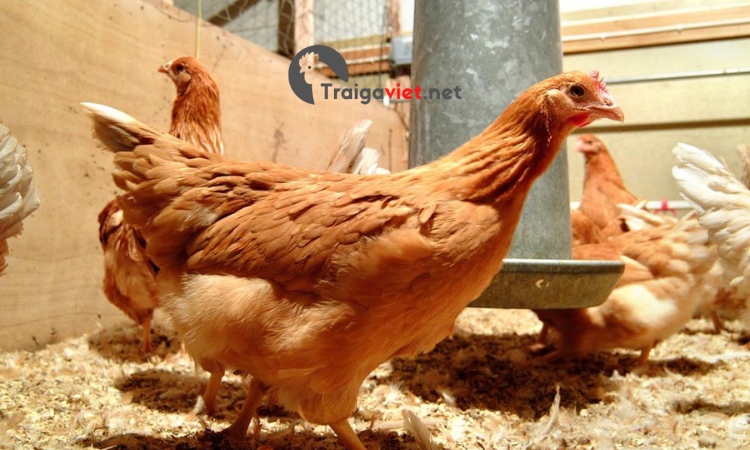 Là loại thuốc kháng sinh thường được dùng điều trị các bệnh ở gà do vi khuẩn gây ra