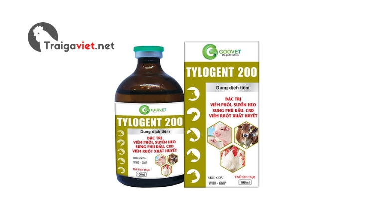 Thuốc Tylogent 200 đặc trị các bệnh về đường hô hấp