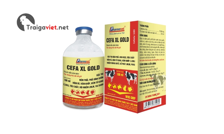 Thuốc Cefa XL.Gold  điều trị các bệnh về hô hấp