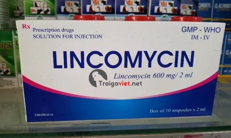 Thuốc Lincomycin
